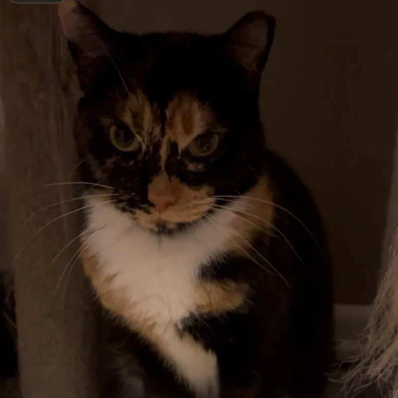 An adult small-sized female Torbie Domestic Short Hair cat named Ally for adoption in Tulsa, OK
