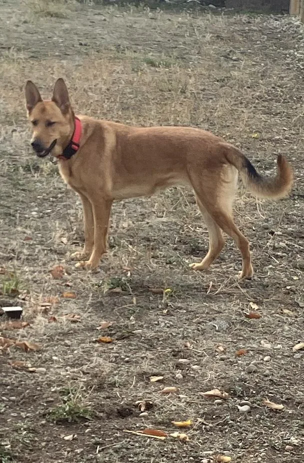 An adult large-sized female Belgian Shepherd / Malinois dog named Sandy for adoption in St. Anthony, ID