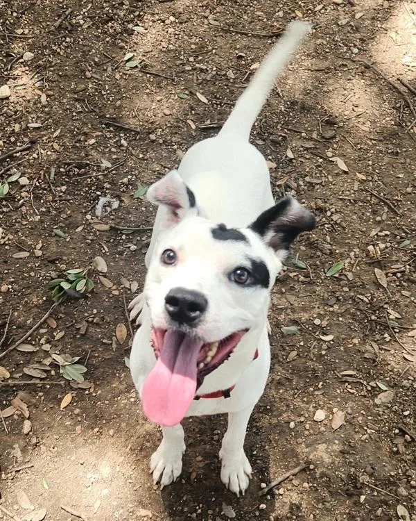 A young medium-sized male Jack Russell Terrier dog named Rollo for adoption in Austin, TX