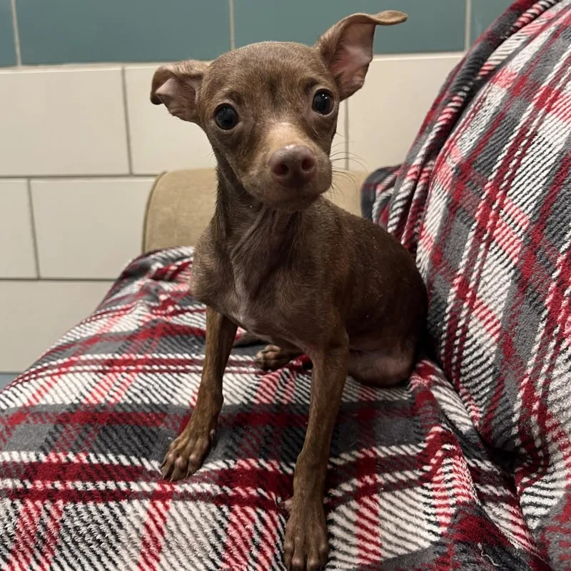 An adult small-sized male Brown / Chocolate Chihuahua dog named Copper for adoption in Beaumont, TX