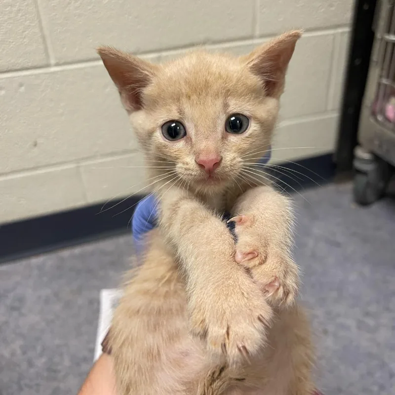 A baby small-sized male Buff / Tan / Fawn Domestic Short Hair cat named Sprocket for adoption in Charlottesville, VA