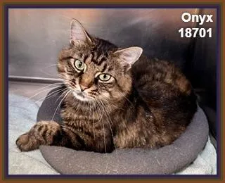 Onyx