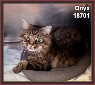 Onyx thumbnail 2