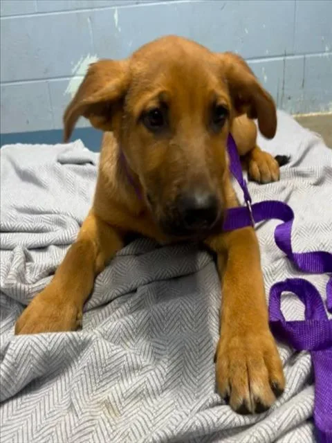 A baby small-sized male Anatolian Shepherd dog named Vulpix for adoption in Woodland, CA