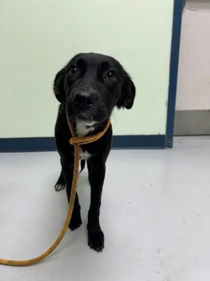 A young medium-sized female Labrador Retriever dog named Blair for adoption in Savannah, GA