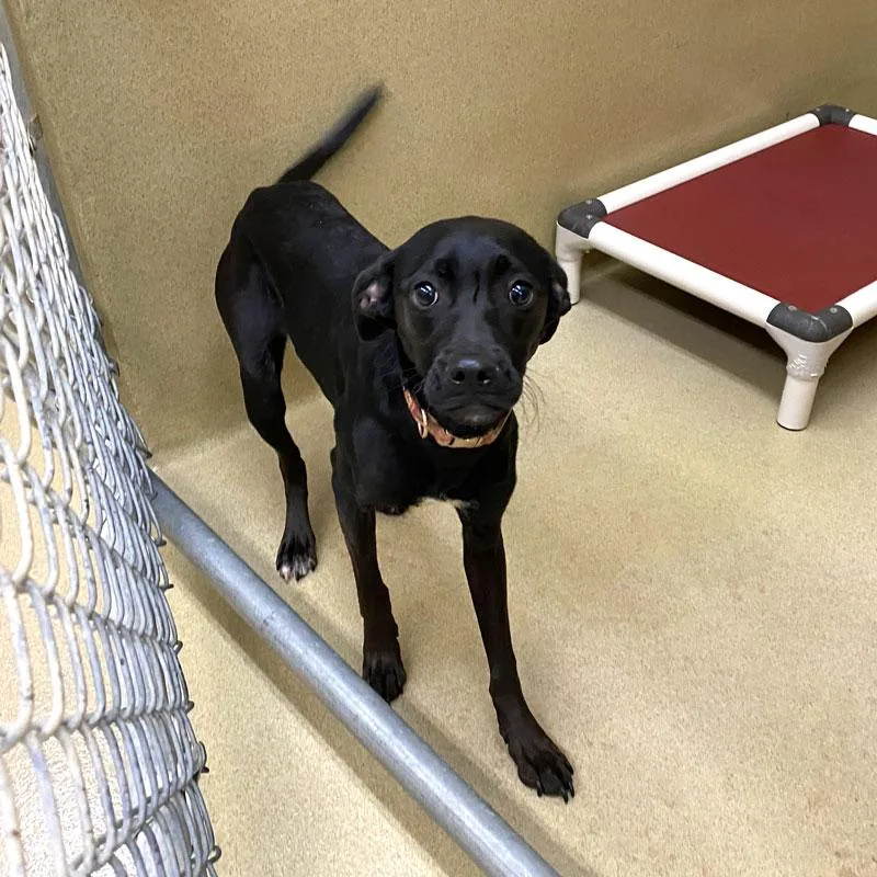 A young medium-sized female Black Mixed Breed dog named Susie for adoption in Monroe, GA