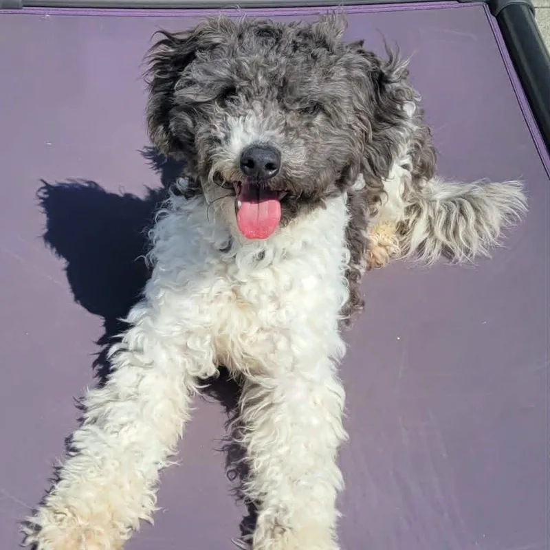 A baby small-sized female Gray / Blue / Silver Miniature Poodle dog named Willa! Playful Doodle Pup! for adoption in Meriden, CT