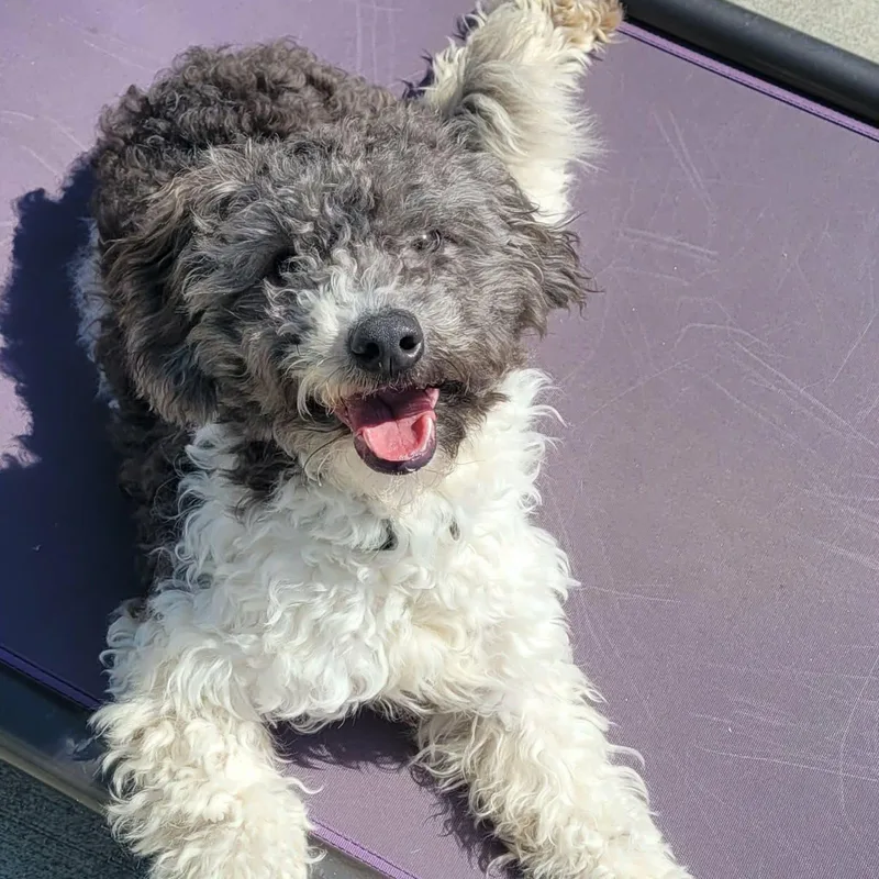 Willa! Playful Doodle Pup! thumbnail 2