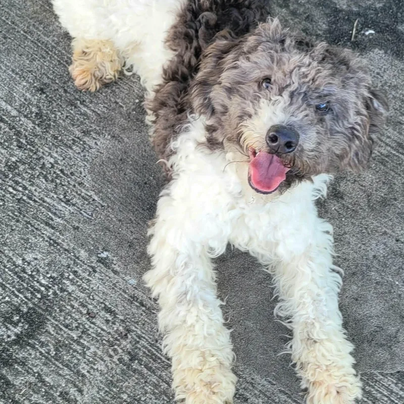 Willa! Playful Doodle Pup! thumbnail 3