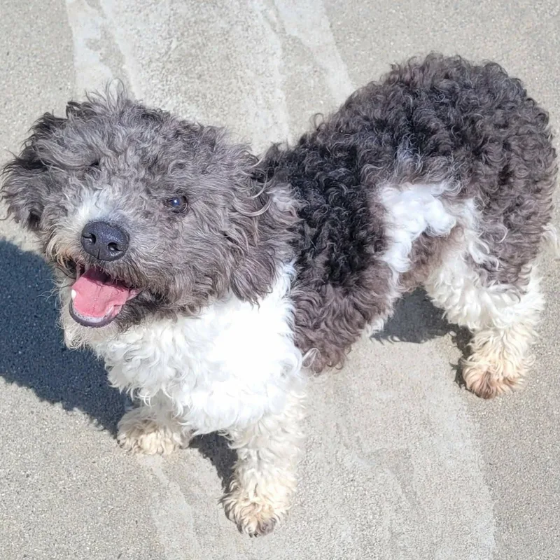 Willa! Playful Doodle Pup! thumbnail 4
