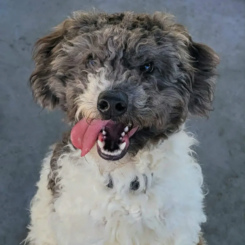 Willa! Playful Doodle Pup! thumbnail 5