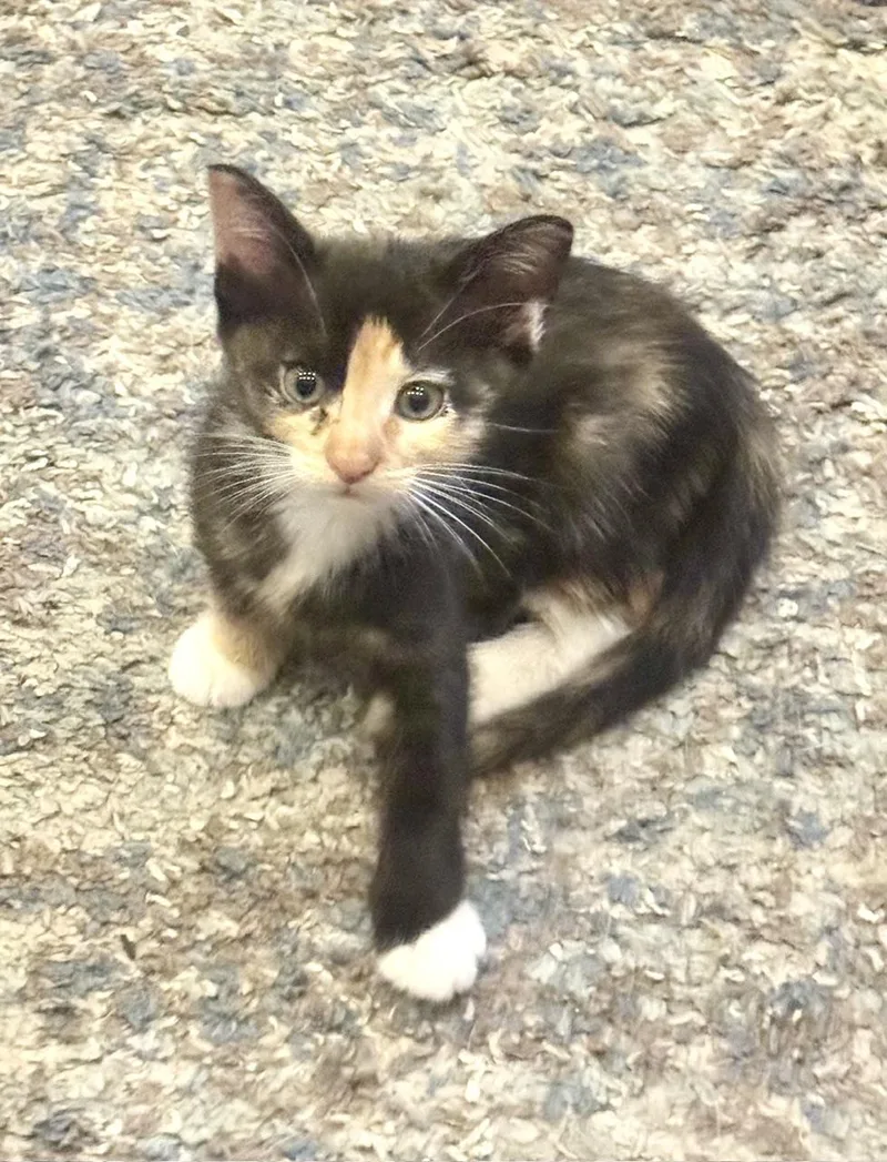 A baby small-sized female Calico Domestic Short Hair cat named Rosie for adoption in Los Angeles, CA