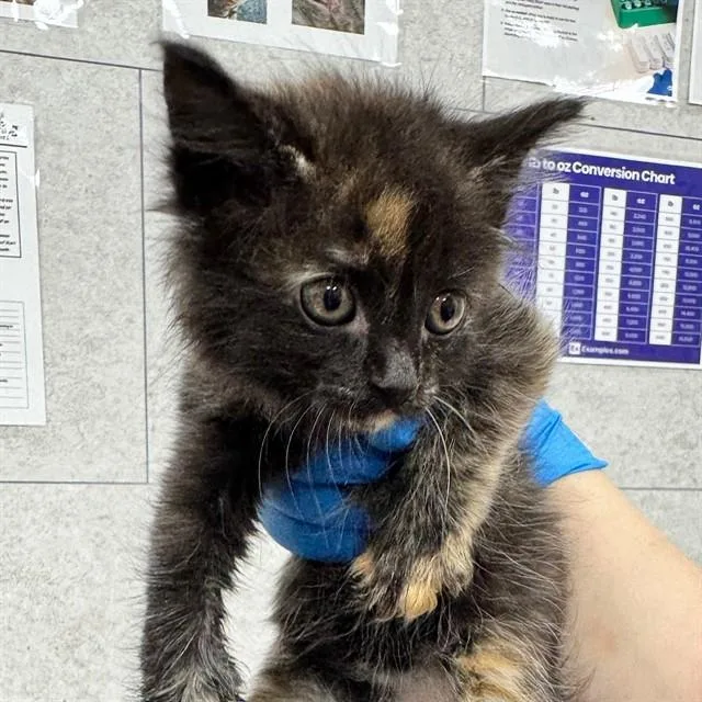 A baby small-sized female Domestic Long Hair cat named Coco for adoption in Naples, FL