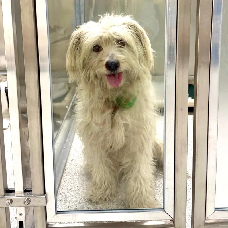 An adult medium-sized male White / Cream Terrier dog named Jack for adoption in Point Richmond, CA