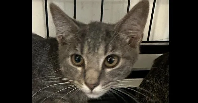 A baby medium-sized female Gray / Blue / Silver Domestic Short Hair cat named Phoebe for adoption in Emerald Isle, NC