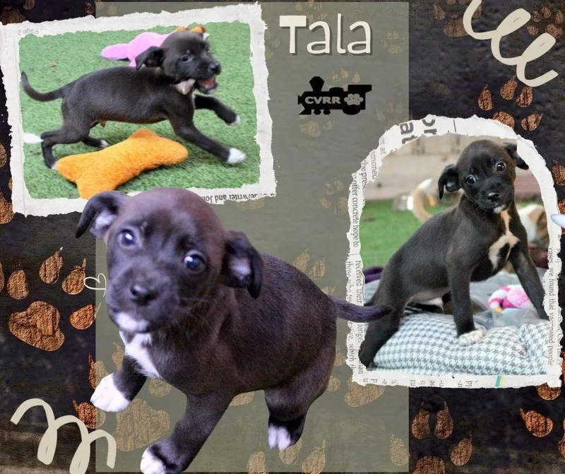 Tala