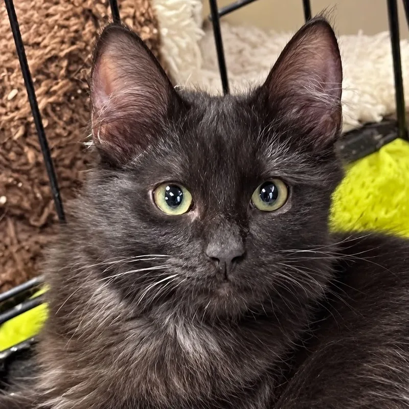 A baby small-sized female Black Domestic Medium Hair cat named Jezebel for adoption in Antioch, CA