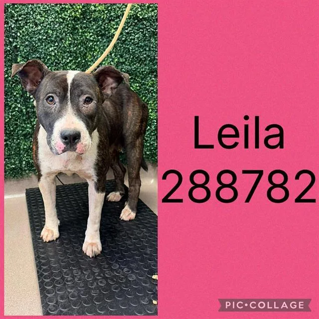 A young large-sized female Pit Bull Terrier dog named Leila for adoption in Macon, GA