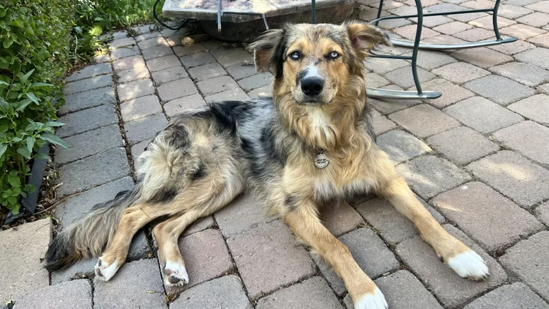 A young medium-sized female Australian Shepherd dog named Ryatt for adoption in Encino, CA