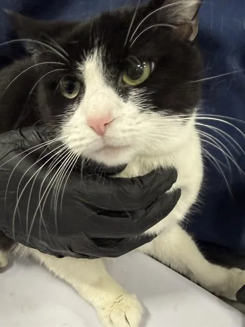 A young medium-sized female Domestic Short Hair cat named Bindi for adoption in Upper Marlboro, MD