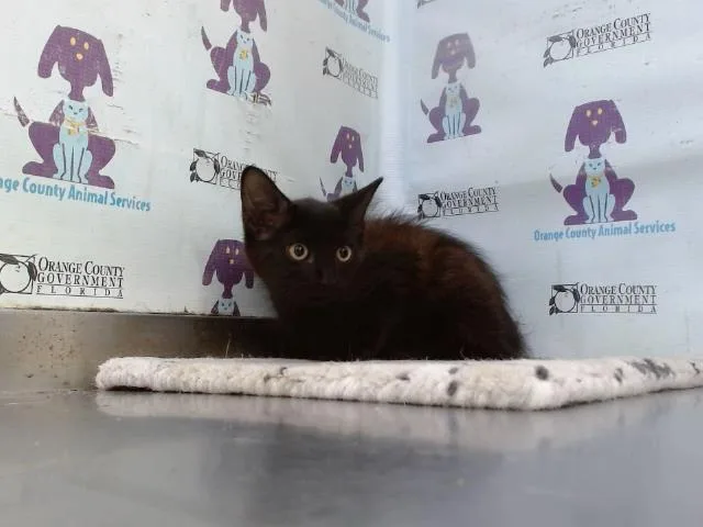 A baby small-sized female Domestic Medium Hair cat named A for adoption in Orlando, FL