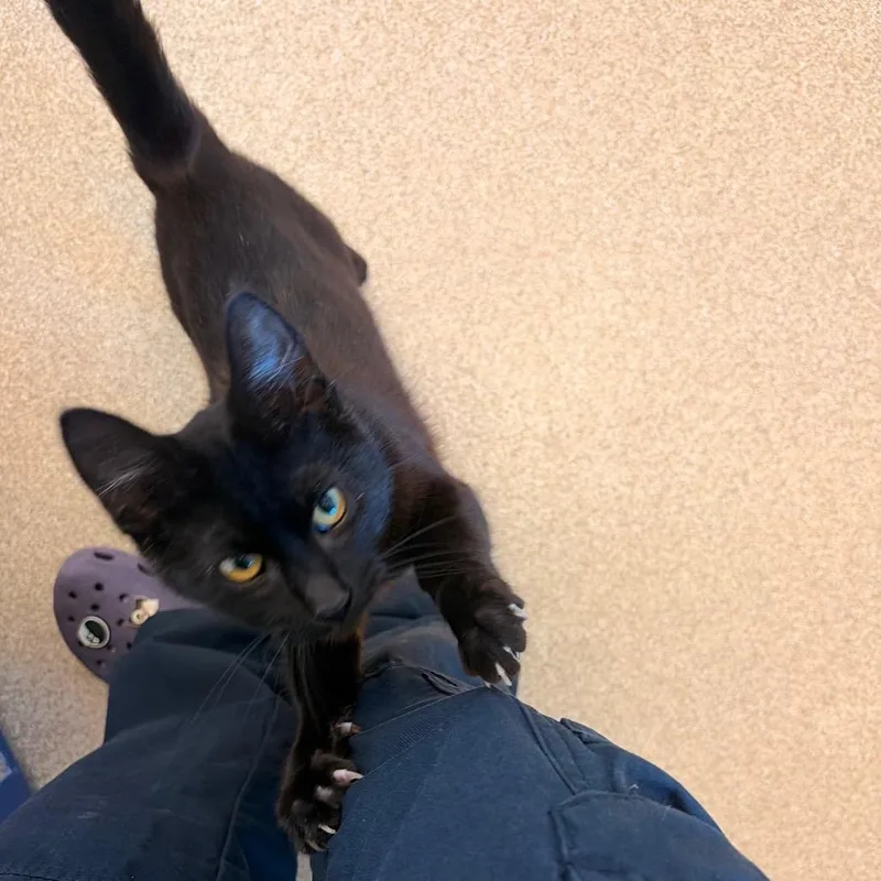 A young small-sized female Black Domestic Short Hair cat named Fleur de Lis for adoption in Bristol, IN