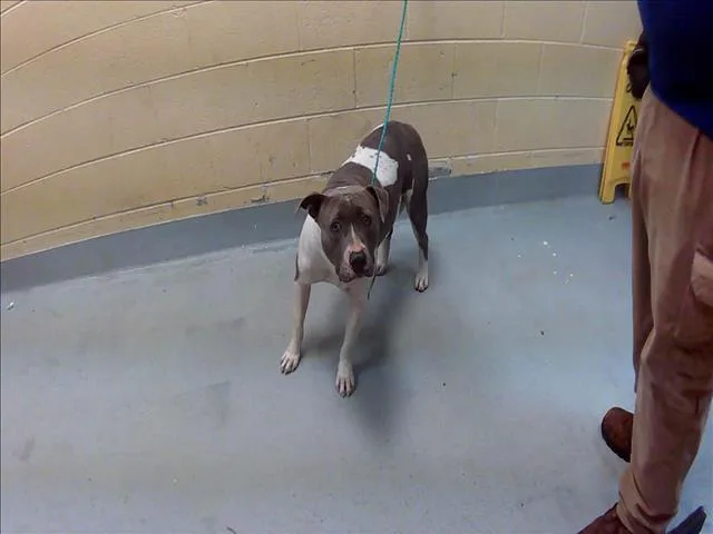 A young large-sized female Pit Bull Terrier dog named Glenda for adoption in Tulsa, OK
