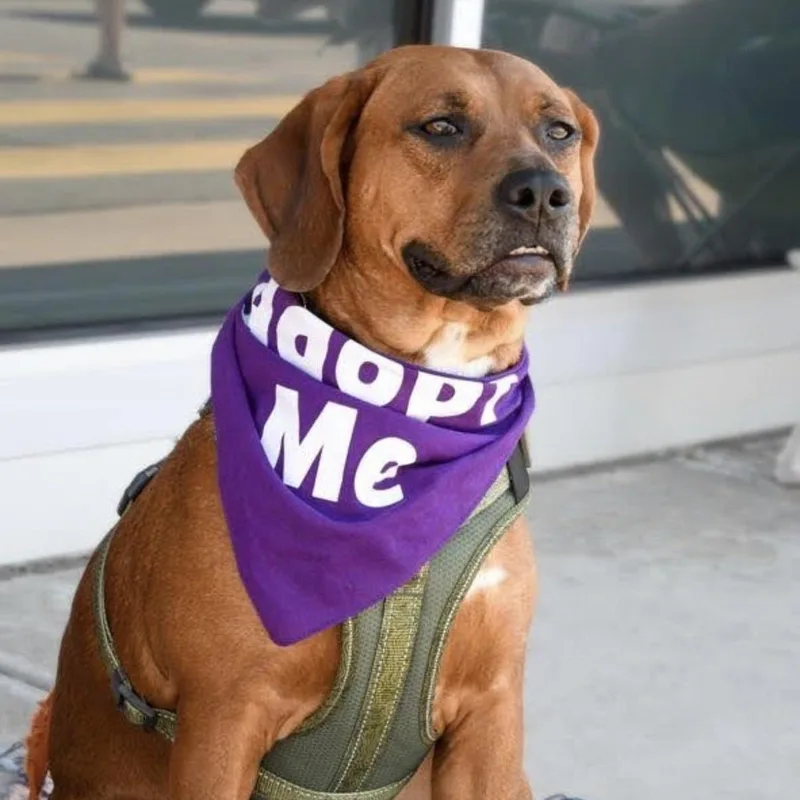 Rusty Pups for Parole