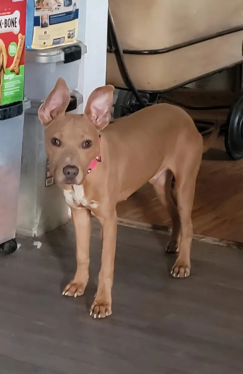 A young large-sized male Pit Bull Terrier dog named Cesar for adoption in Queen Creek, AZ