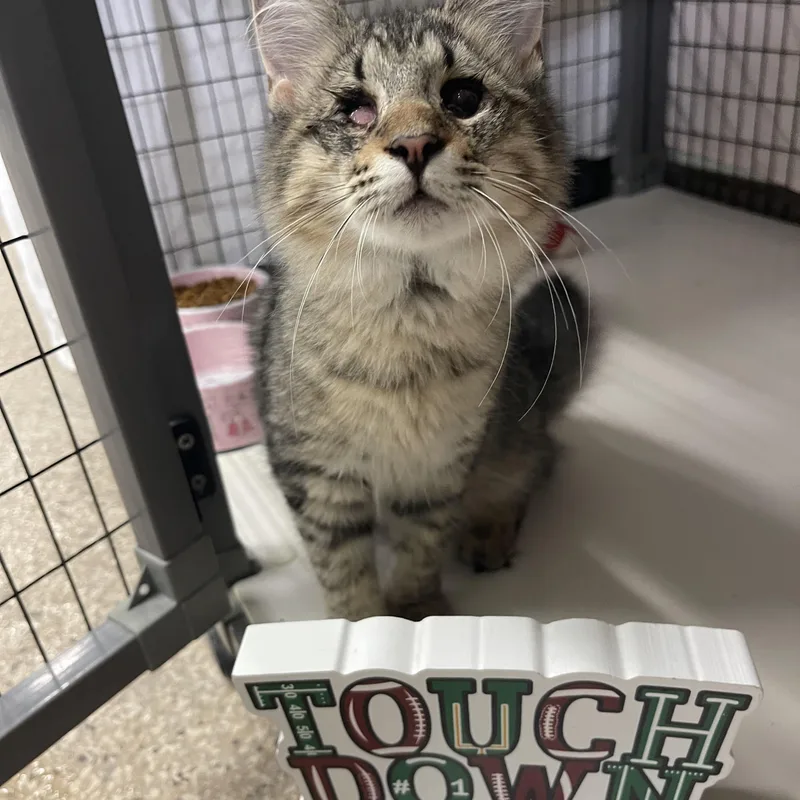A baby medium-sized male Domestic Medium Hair cat named Jester for adoption in Sebring, FL