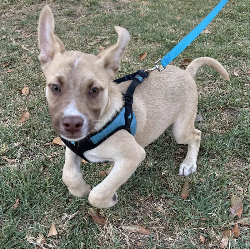 A baby medium-sized male Apricot / Beige American Staffordshire Terrier dog named Mickey for adoption in Bell Gardens, CA