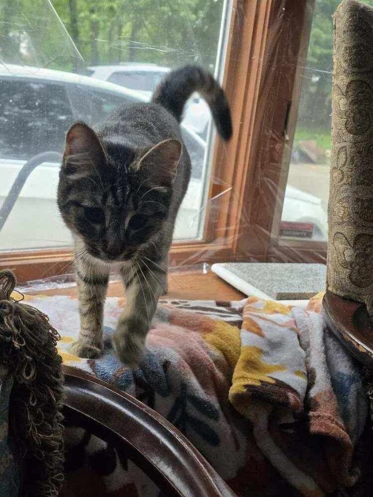 An adult small-sized female Domestic Short Hair cat named Nilla for adoption in Lorain, OH
