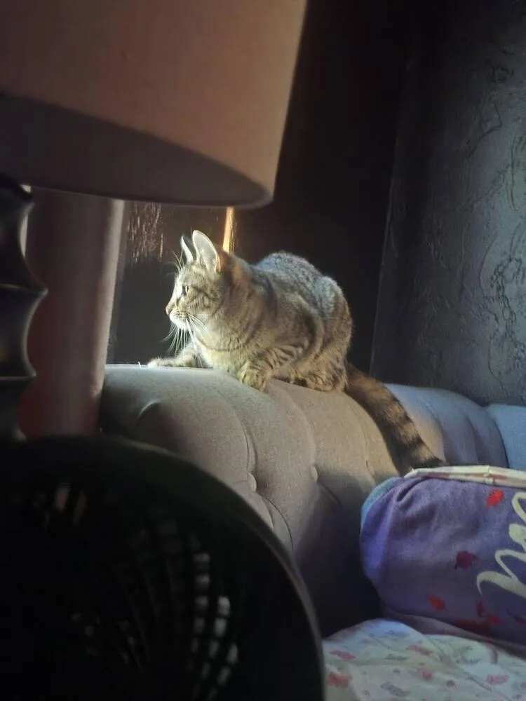 Nilla thumbnail 3
