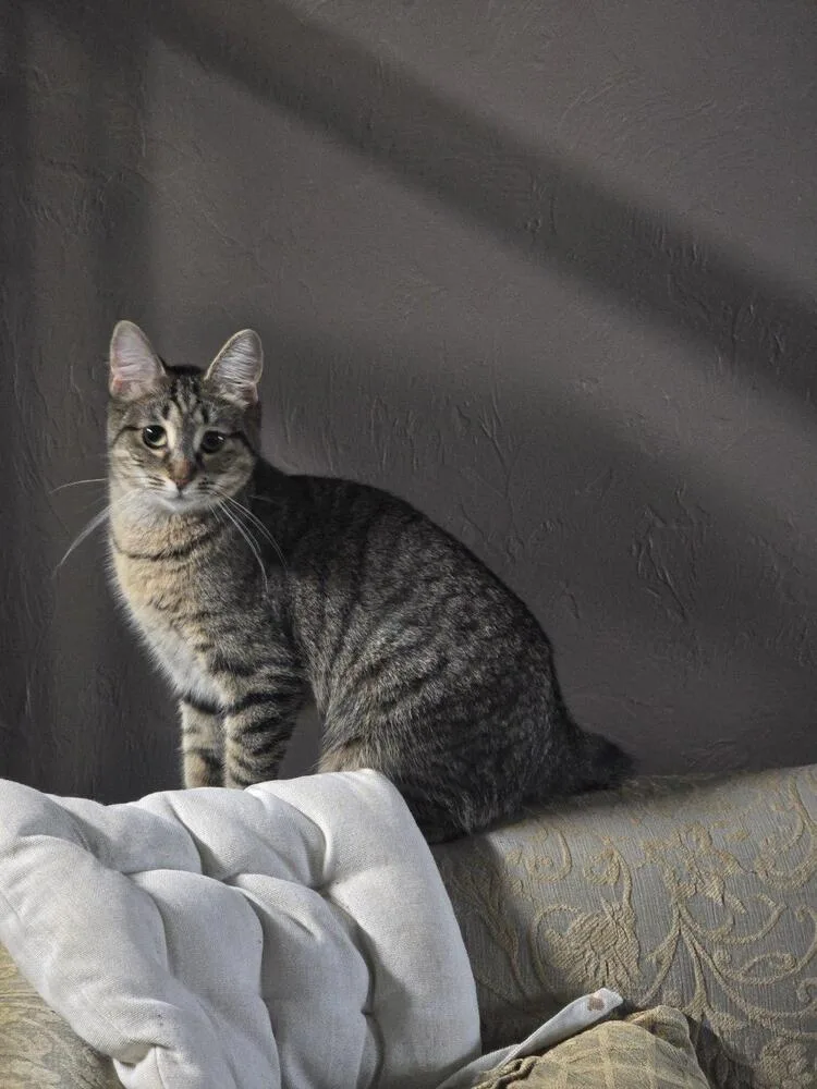 Nilla thumbnail 5