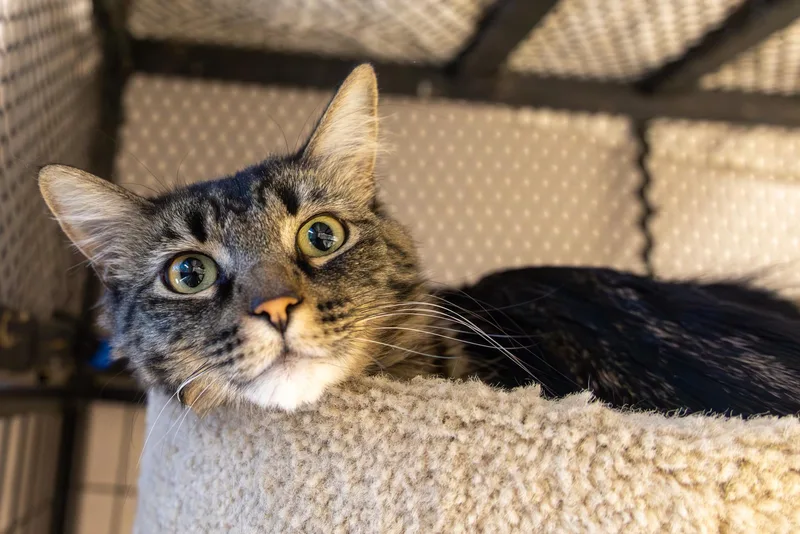 An adult medium-sized female Domestic Long Hair cat named Marta for adoption in Fountain Hills, AZ