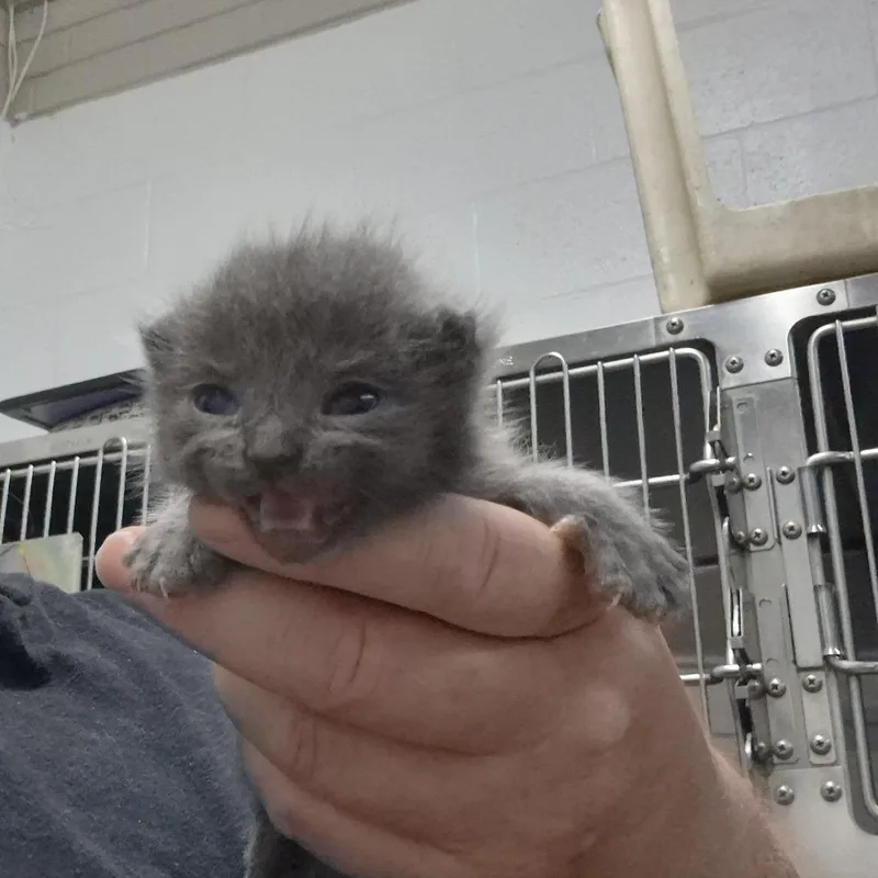 A baby small-sized female Gray / Blue / Silver Domestic Short Hair cat named Fluffball for adoption in Ardmore, OK