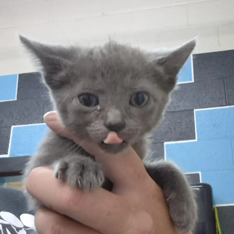 Fluffball thumbnail 2