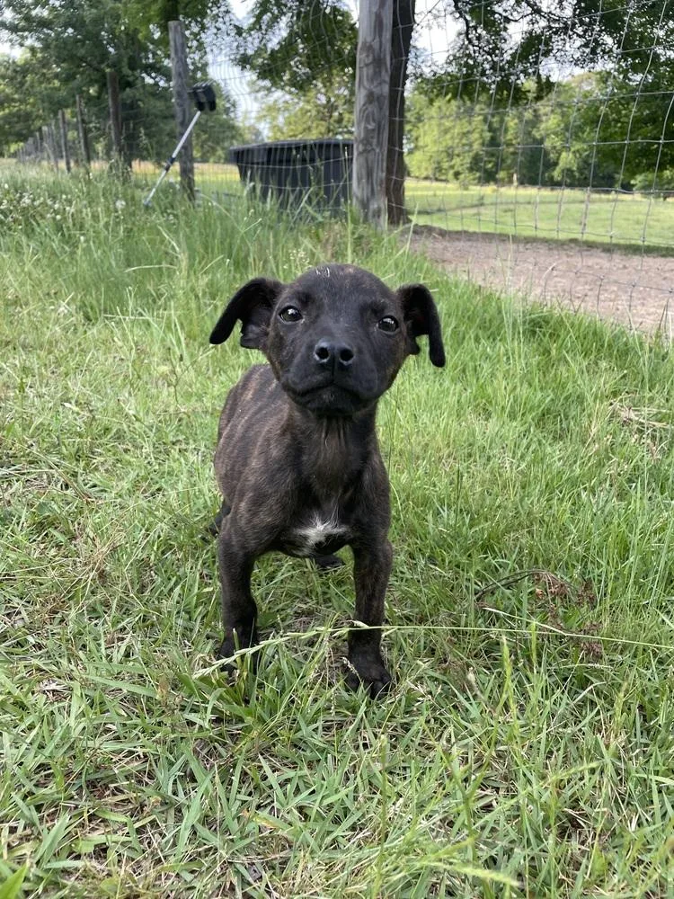 A baby small-sized female Brindle Terrier dog named Ember for adoption in Newnan, GA