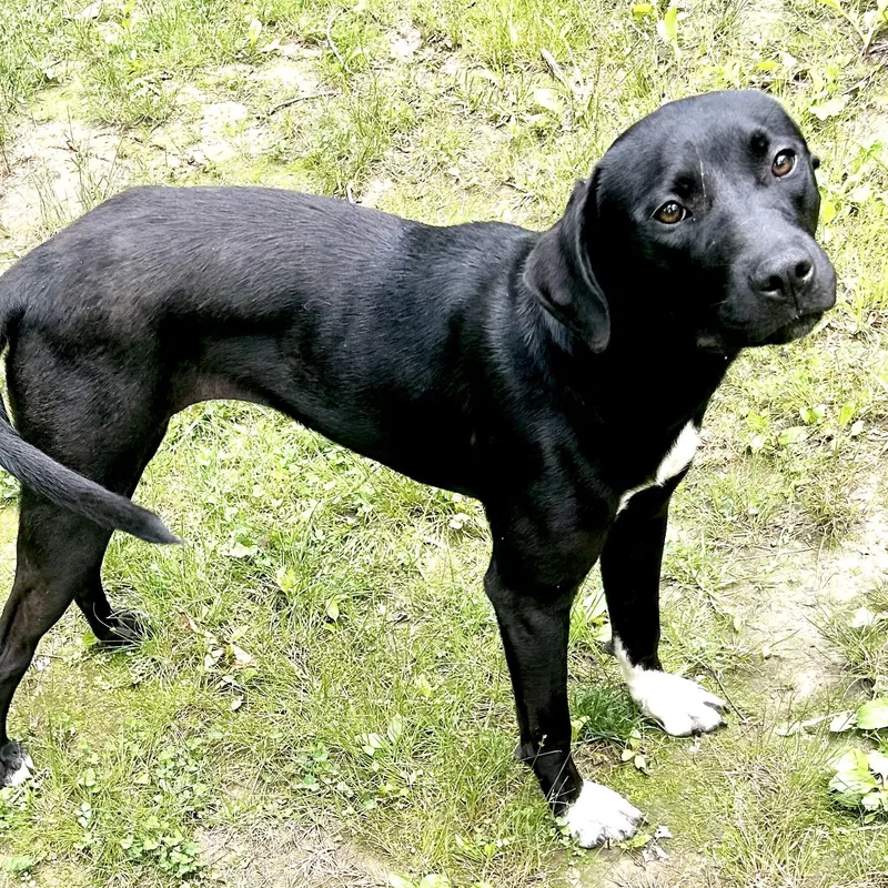 A young medium-sized female Black Labrador Retriever dog named Rosie Sue s for adoption in Sequatchie, TN