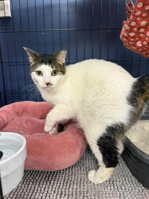 Suzie Q