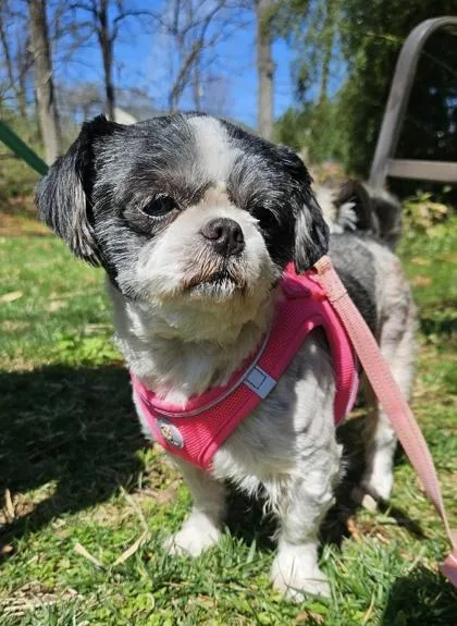 An adult small-sized female Gray / Blue / Silver Shih Tzu dog named Kaisey for adoption in Annapolis, MD