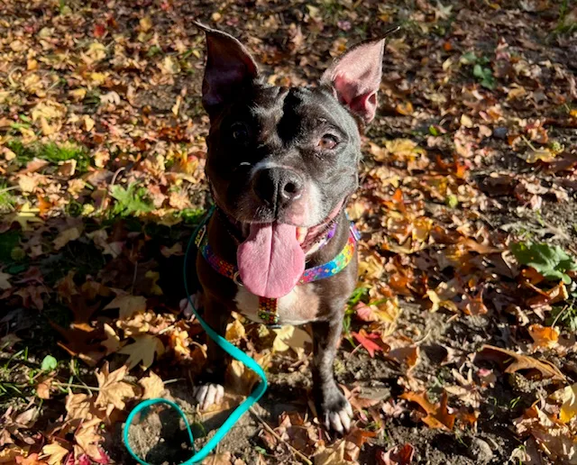 Cuddly Carly thumbnail 2