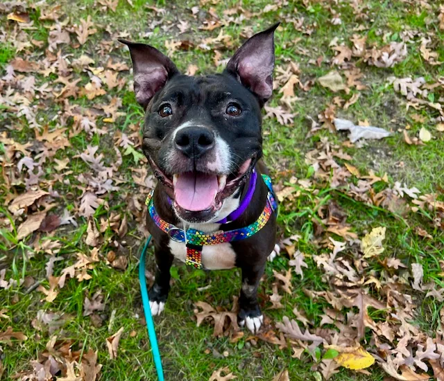 Cuddly Carly thumbnail 5