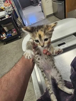 A baby small-sized female Domestic Short Hair cat named Lily for adoption in Gainesville, FL