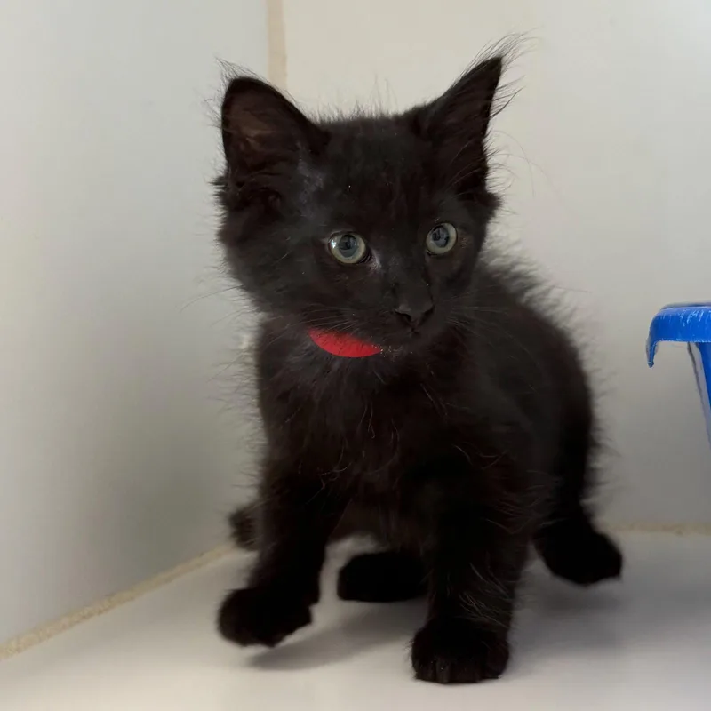 A baby small-sized male Black Domestic Short Hair cat named Floyd for adoption in Oakland, CA