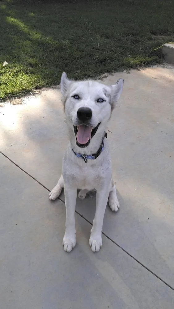 An adult large-sized male Gray / Blue / Silver Husky dog named Baymax for adoption in Snow Camp, NC
