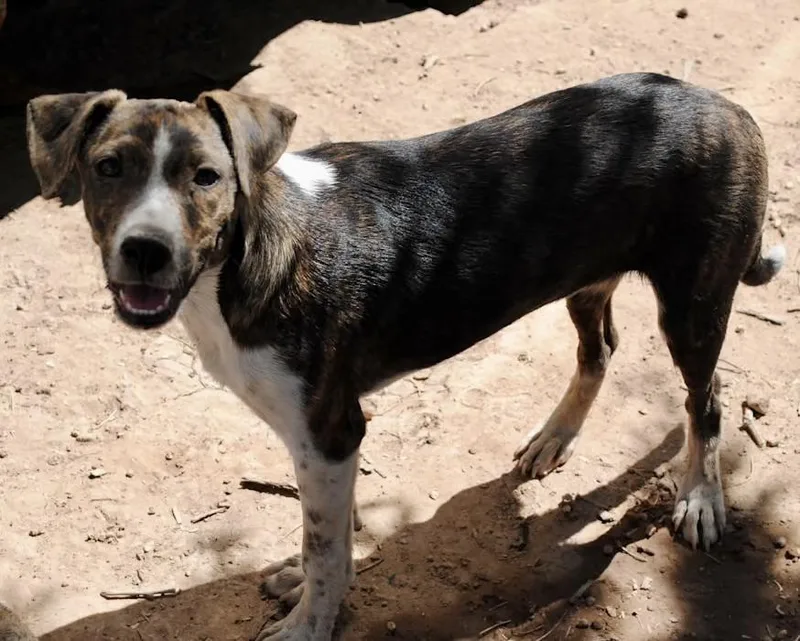 An adult medium-sized female Xoloitzcuintli / Mexican Hairless dog named Sasha for adoption in Casa Grande, AZ