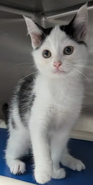 A baby small-sized female Black & White / Tuxedo Domestic Short Hair cat named Guacamole for adoption in Evansville, IN