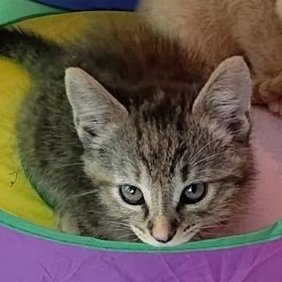 A baby small-sized female Brown / Chocolate Domestic Short Hair cat named Marcie for adoption in Tustin, CA