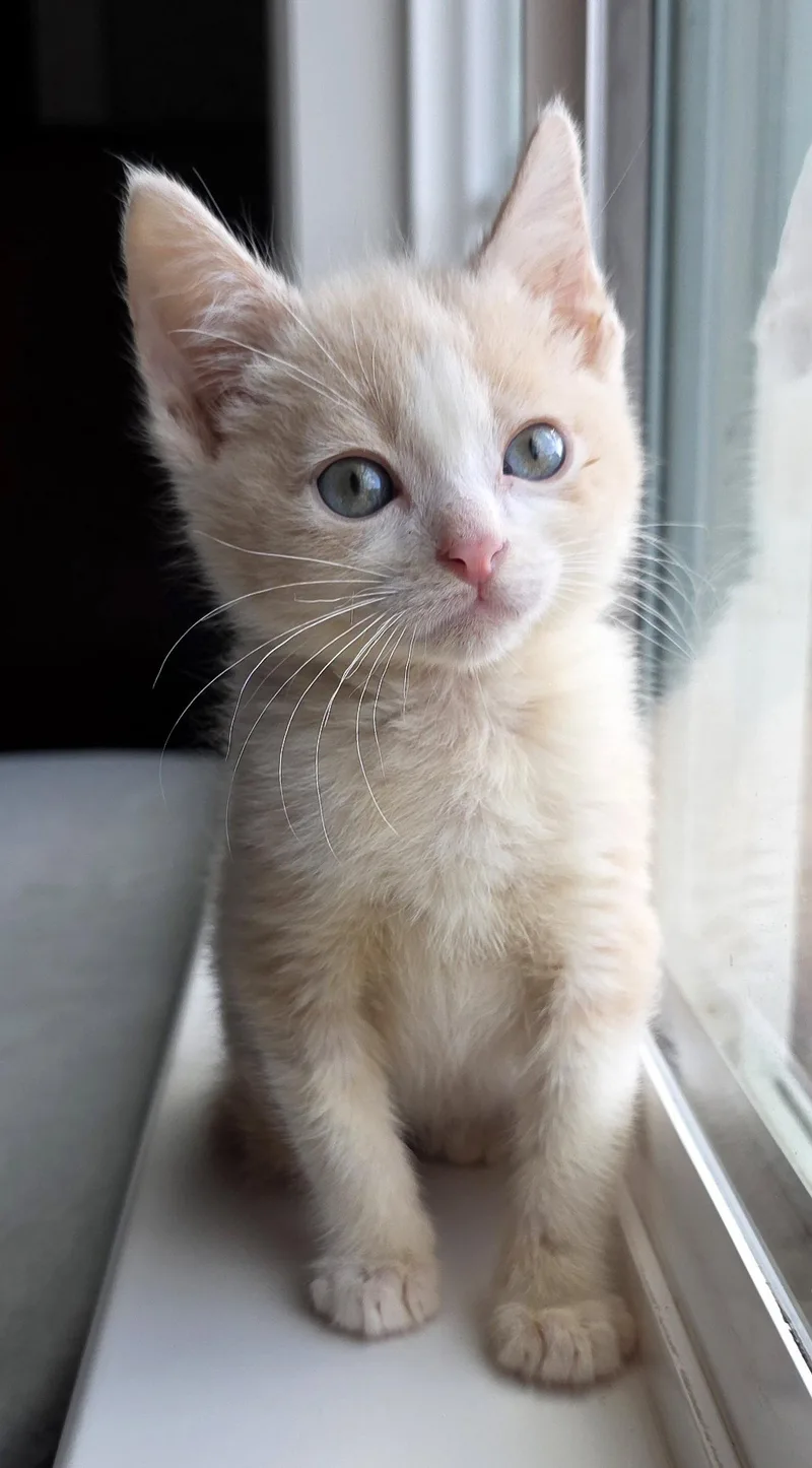 A baby medium-sized male Orange & White Tabby cat named Orlando for adoption in Campbell, CA